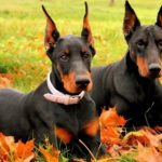 doberman