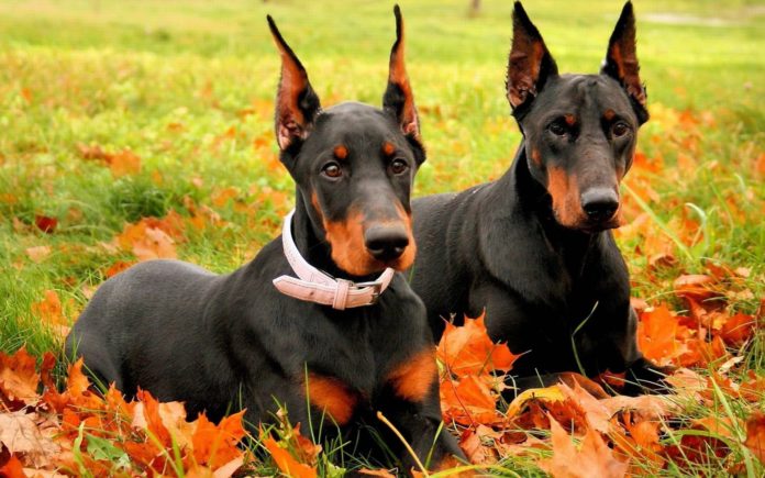 doberman