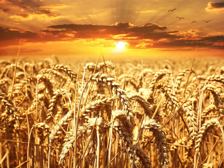 Tízmilliárdos díjállományt hozhatnak a támogatott agrárbiztosítások