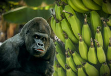 Riválisa akadt a Bitcoinnak: Felpörgött a Bananacoin