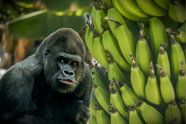 Riválisa akadt a Bitcoinnak: Felpörgött a Bananacoin