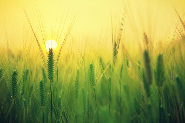 Kisegíti a viharkárt szenvedett gazdákat az Agrárkamara