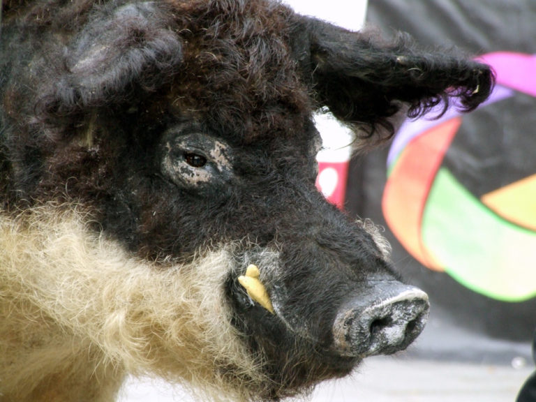 Óh, az finom lesz: Mangalica fesztivált rendeznek a hétvégén Debrecenben