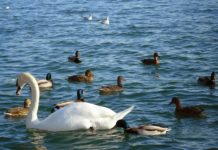 UNIQA Vízimentők Program a Balatonon