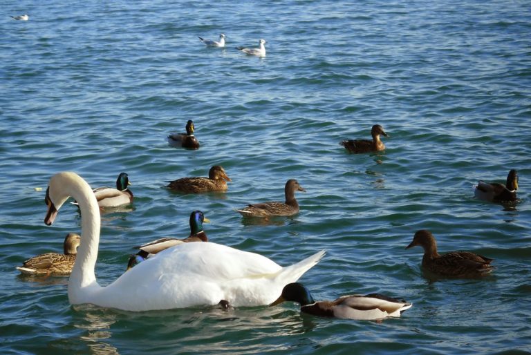UNIQA Vízimentők Program a Balatonon