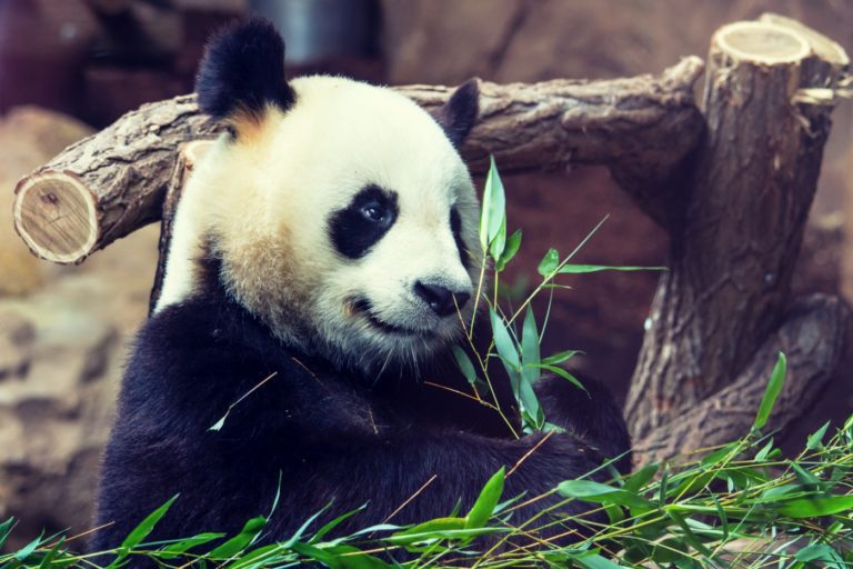 Panda-kötvény: Kínai tőkepiaci jelenlétét készíti elő az MFB