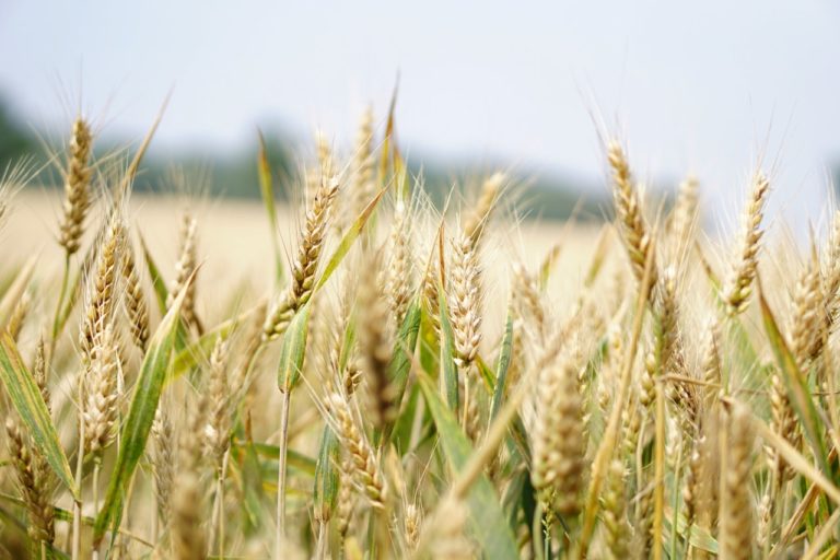MABISZ: Az agrárbiztosítások díjtámogatásának mértéke idén kedvezőbb lehet