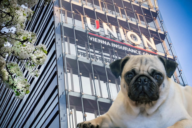 Coolság a köbön: Az UNION Biztosító kutyabarát munkahely lett!