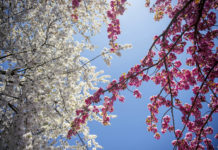 Heti időjárás: Visszatér a tavasz akár 21 fok is lehet