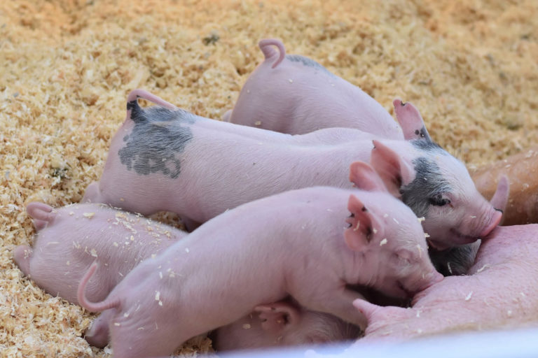 Kétmilliárdot oszt szét az Agrárminisztérium a járványügyi kockázatok mérséklésére