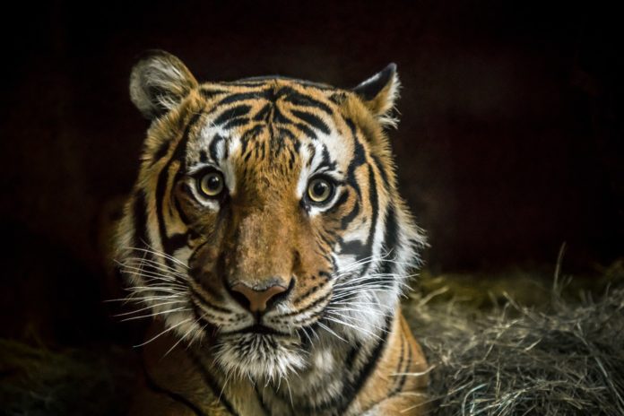 tigris