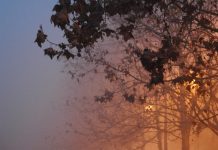 Őszi és helyenként ködös időjárás várható péntek estig