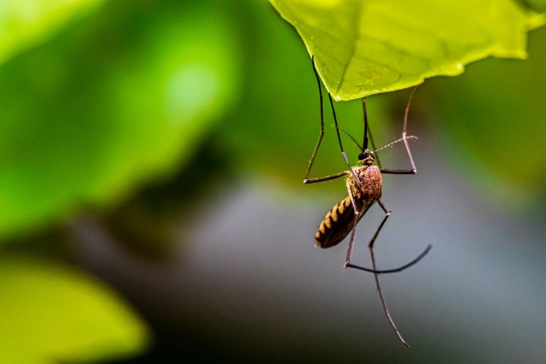 Kilenc vármegyében és a fővárosban folytatódik a szúnyogirtás
