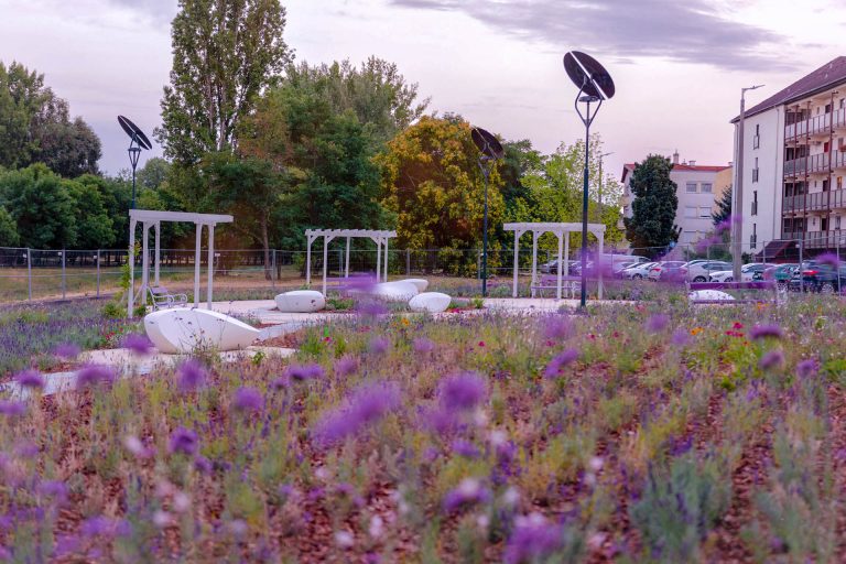 Elő a telefonokkal: Már látogatható Budapest első levendulaparkja